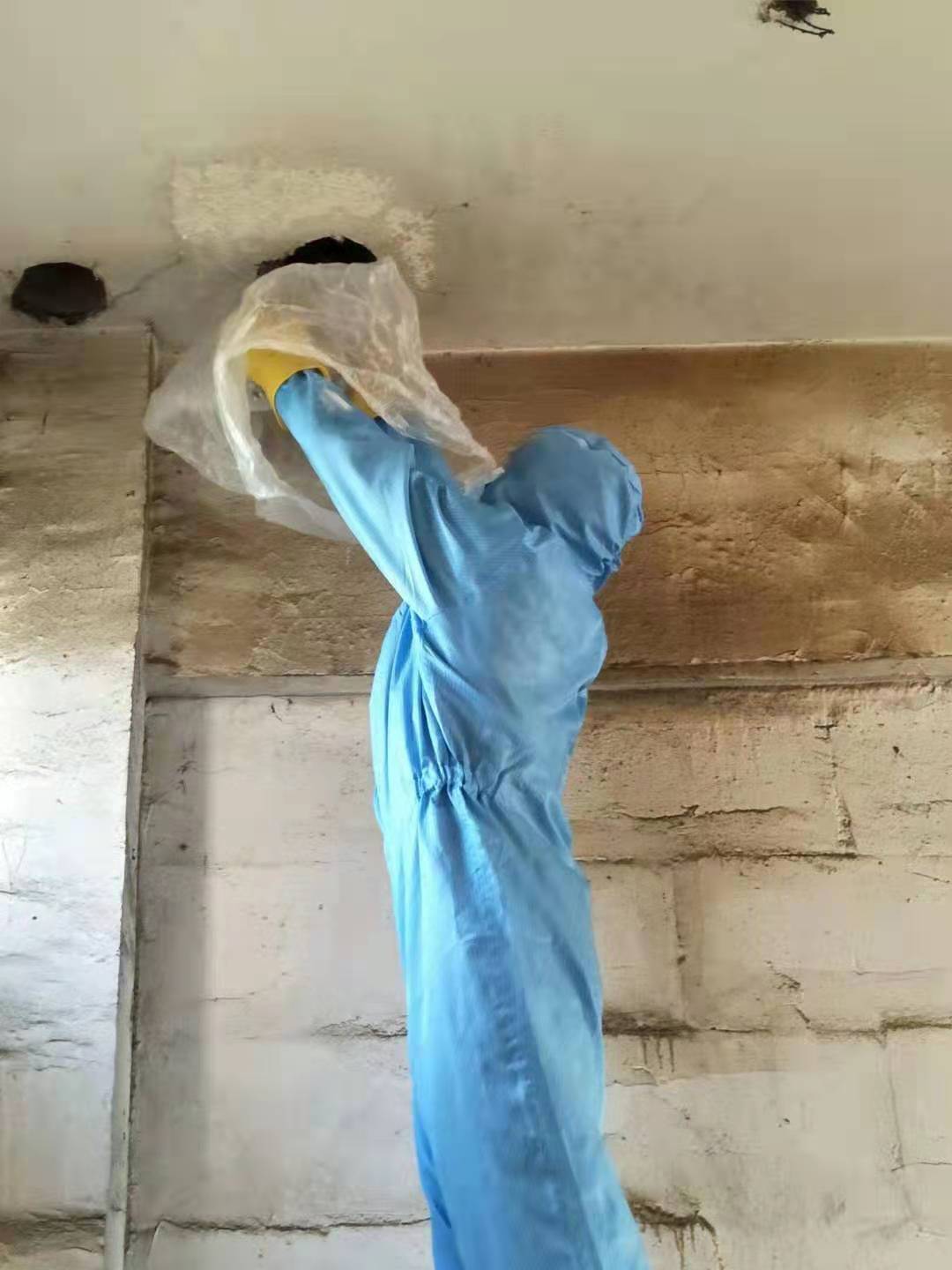 成都除虫
